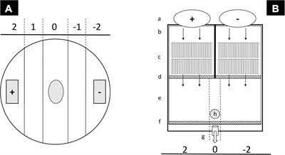 Ocean Acidification Affects Volatile Infochemicals Production and Perception in Fauna and Flora Associated With Posidonia oceanica (L.) Delile